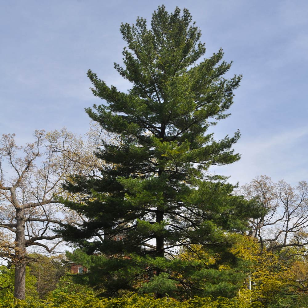 White Pine Tree