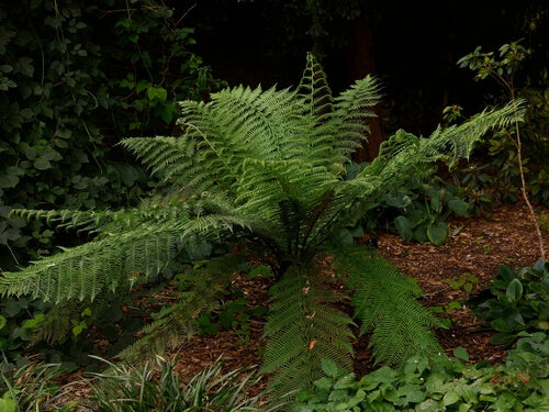 A lush, vibrant green fern with delicate, feathery fronds spreading outward from a central stem.
