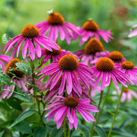 Echinacea Plant