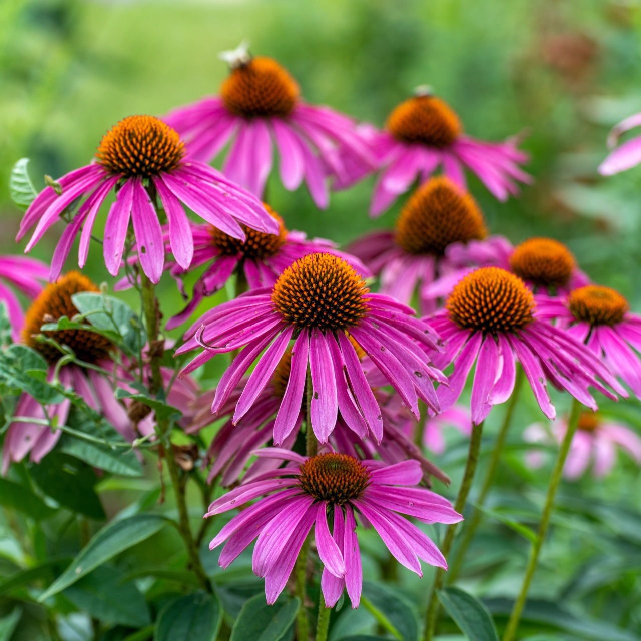 Vibrant pink Echinacea coneflowers with orange centers in lush garden