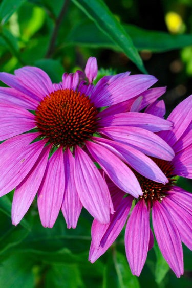 Vibrant Echinacea coneflower with spiky orange center and purple petals