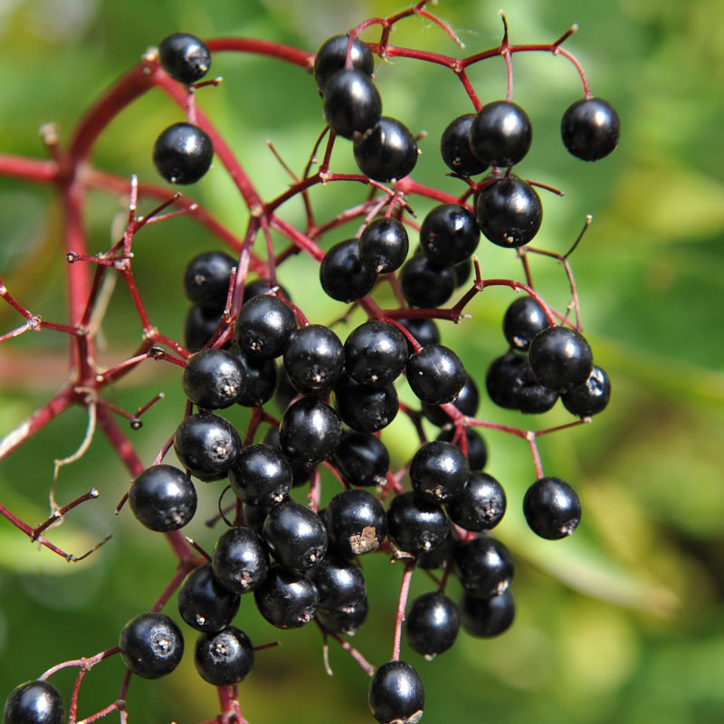Glossy black elderberries on reddish stems for live tree stakes roots