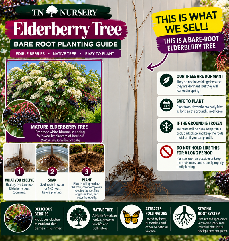 Elderberry Tree