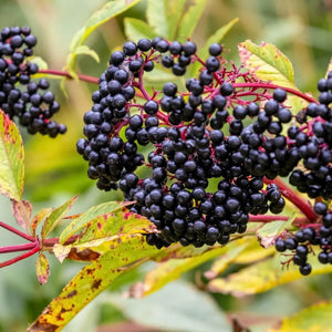 Clusters of deep purple-black elderberries on reddish stems in Elderberry Live Stakes
