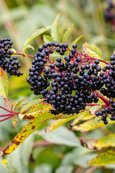 Clusters of deep purple-black elderberries on reddish stems in Elderberry Live Stakes