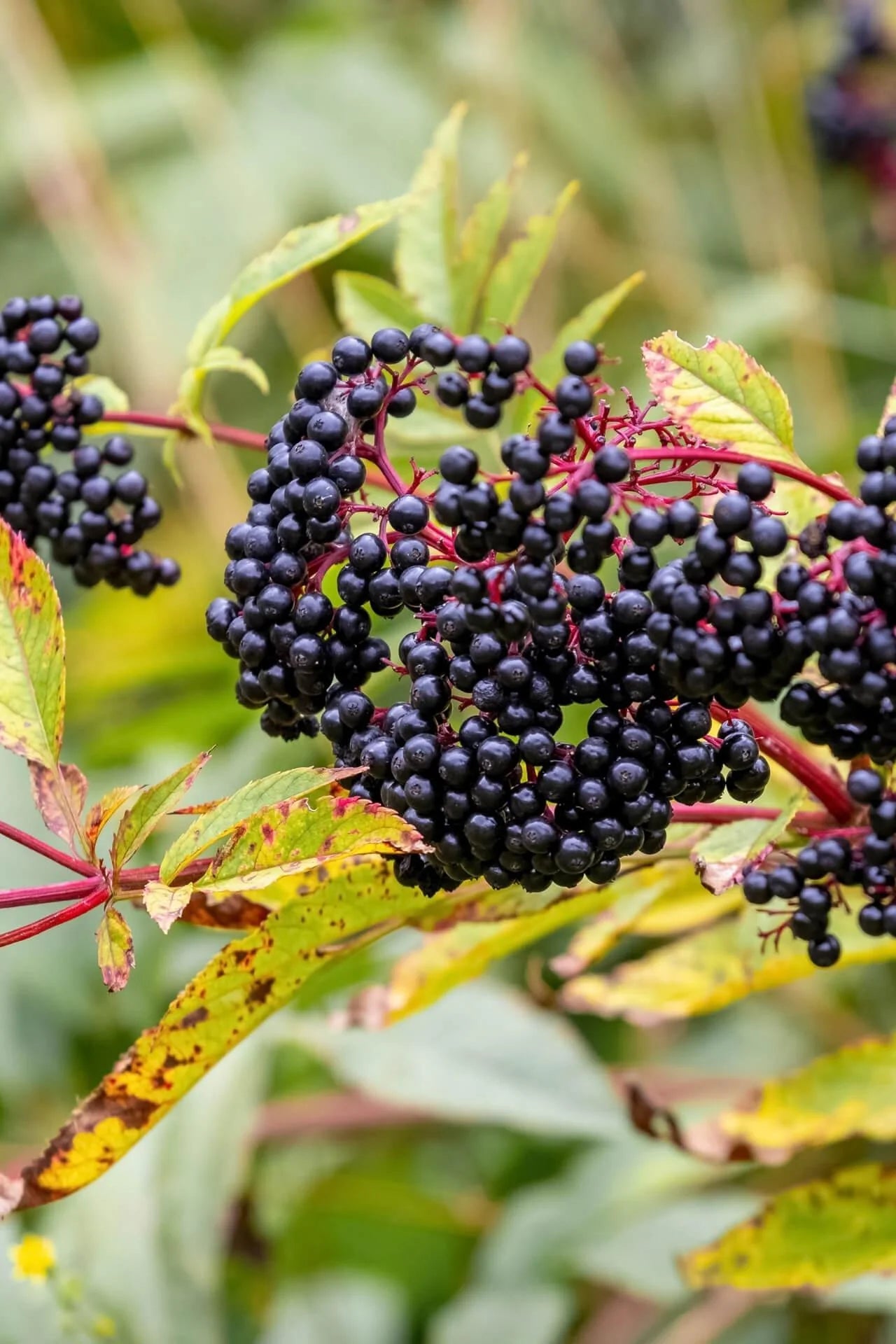 Clusters of deep purple-black elderberries on reddish stems in Elderberry Live Stakes