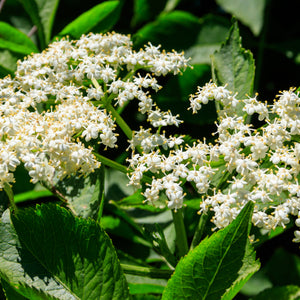 Delicate white elderflower blossoms on Elderberry Tree with green leaves