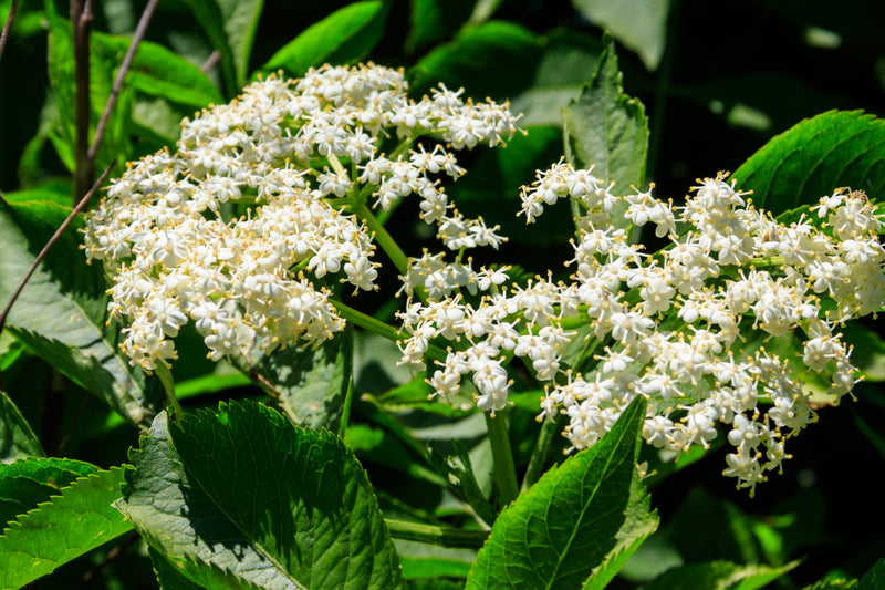 Delicate white elderflower blossoms on Elderberry Tree with green leaves