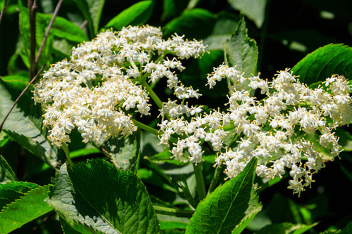 Delicate white elderflower blossoms on Elderberry Tree with green leaves