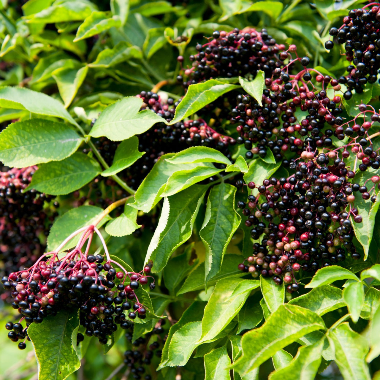 Elderberry Tree clusters of dark purple-black berries on green leaves