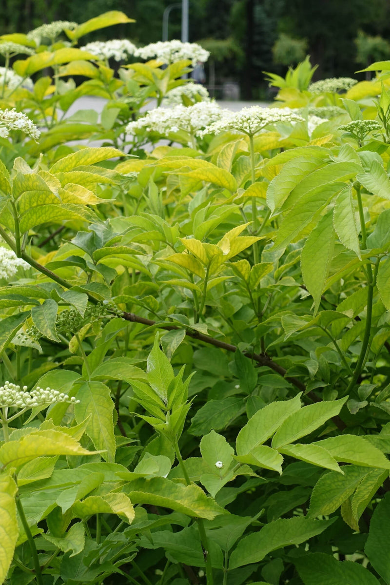 Elderberry tree with lush green foliage and delicate white flowers