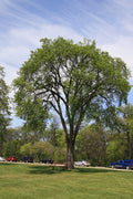 Tall Elm Tree with thick trunk and sprawling branches in grassy park