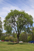 Tall Elm Tree with thick trunk and sprawling branches in grassy park