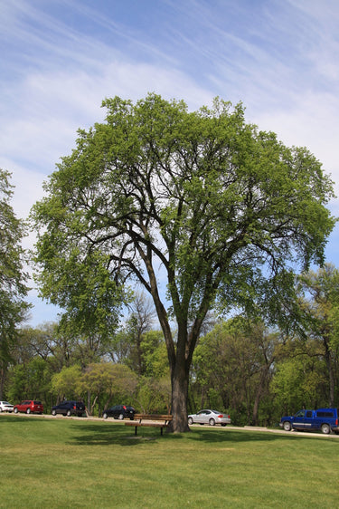 Tall Elm Tree with thick trunk and sprawling branches in grassy park