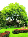 Majestic leafy green Elm Tree with sprawling canopy in front of charming house