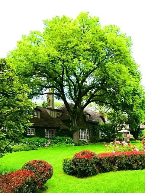 Majestic leafy green Elm Tree with sprawling canopy in front of charming house