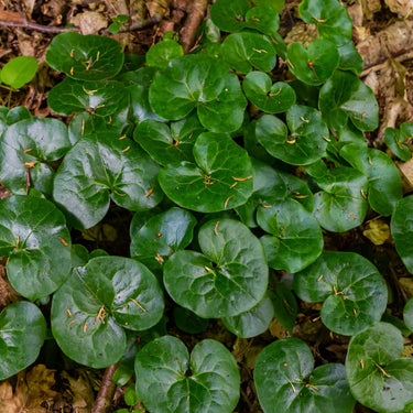 Vibrant green heart-shaped leaves of European Ginger with glossy surfaces