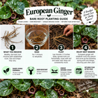 A European Ginger bare root planting guide infographic showing a before-and-after root system, step-by-step planting instructions, and care details over a background of rhizome closeups.