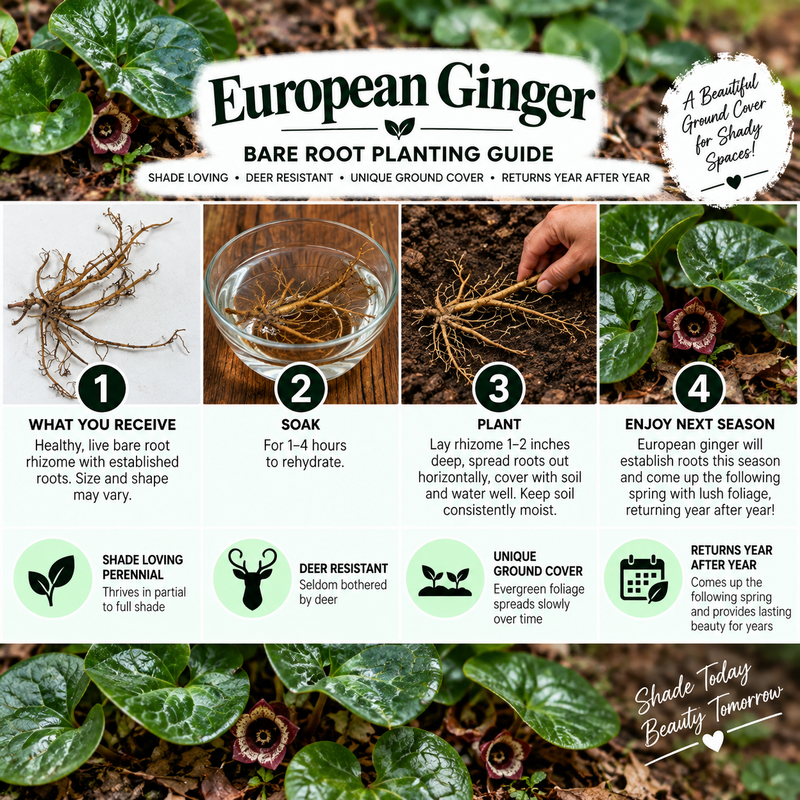 A European Ginger bare root planting guide infographic showing a before-and-after root system, step-by-step planting instructions, and care details over a background of rhizome closeups.