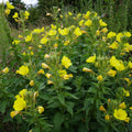 Vibrant evening primrose plant with yellow flowers and green stems
