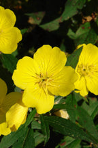 Evening Primrose Plant with bright yellow four-petaled flowers