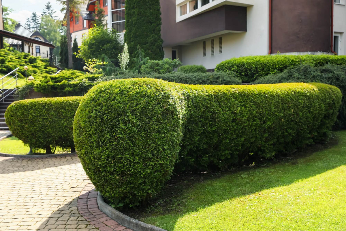 Lush, vibrant green topiary bushes shaped into smooth, rounded forms.