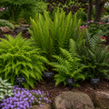 A garden bed showcasing several types of ferns, including New York Fern, Cinnamon Fern, Blad Fern, and Christmas Fern, with purple flowers in the foreground and rocks in the background.