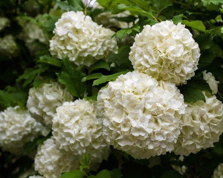 Clusters of creamy white, densely packed flowers with delicate petals and green foliage.