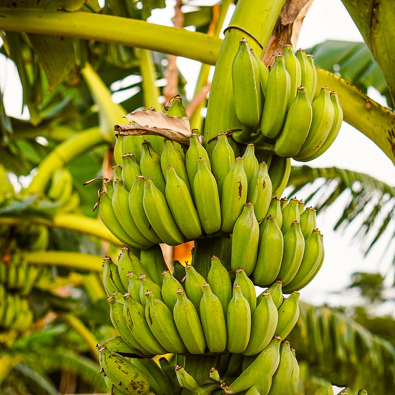 Banana Tree