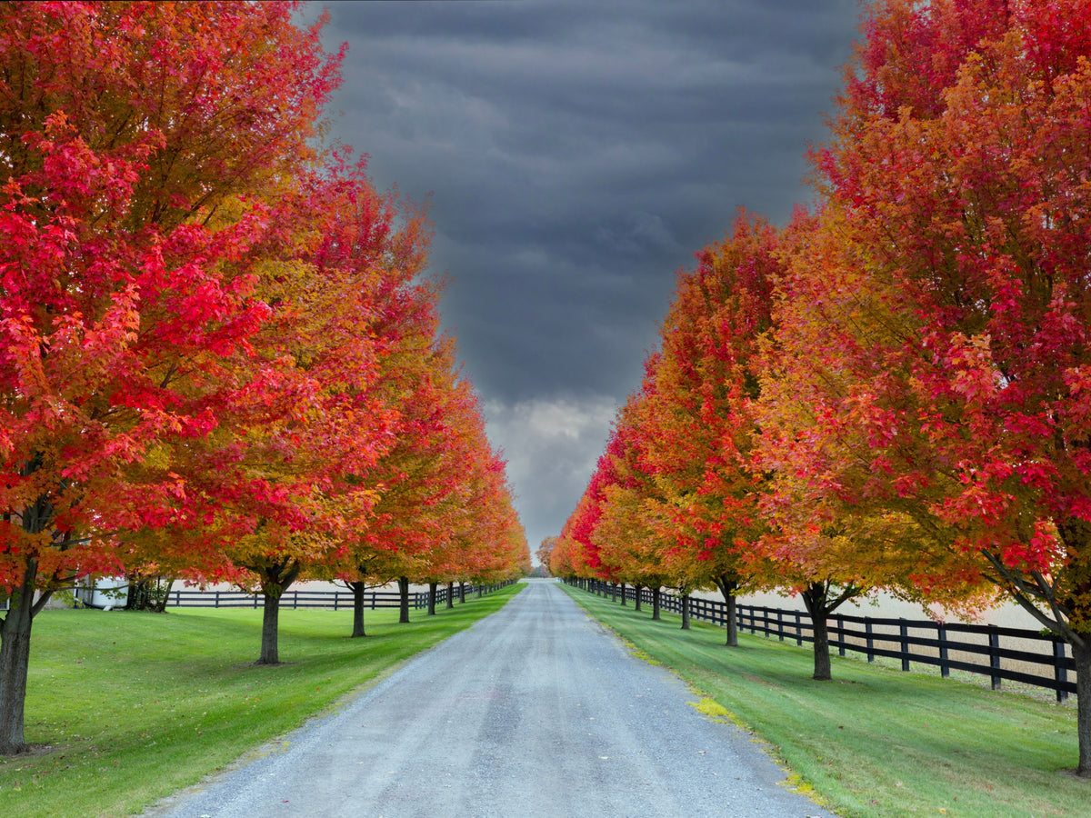 A vibrant autumn road lined with trees displaying fiery red and orange leaves.