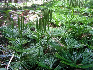 Fan clubmoss with green feathery fronds and segmented stems in dense ground cover