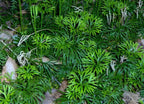 Vibrant green Fan Clubmoss with feathery fronds and ferny leaves