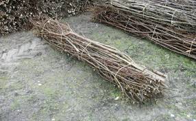 Bundles of dried brown twigs from Fascine Bundles on concrete surface