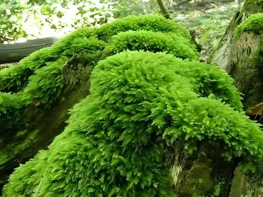 Vibrant Fern Moss blankets weathered tree trunk in lush green carpet