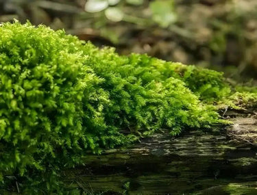 Vibrant Fern Moss blankets weathered log with lush green fronds