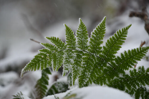 A vibrant green fern frond delicately dusted with fine frost against a snowy backdrop.