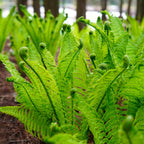 Vibrant fiddlehead fern fronds with curling tips and intricate patterns