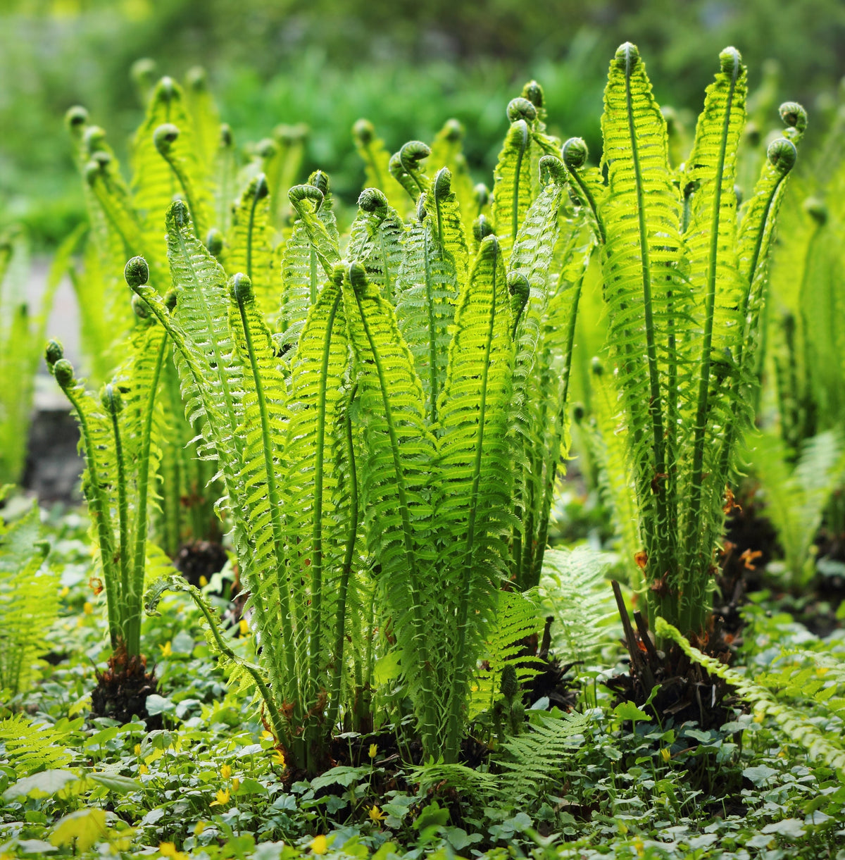 Vibrant fiddlehead fern fronds with coiled tips and serrated edges