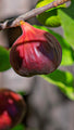 Ripe deep purple fig with red stem on Fig Fruit Tree branch