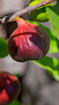Ripe deep purple fig with red stem on Fig Fruit Tree branch