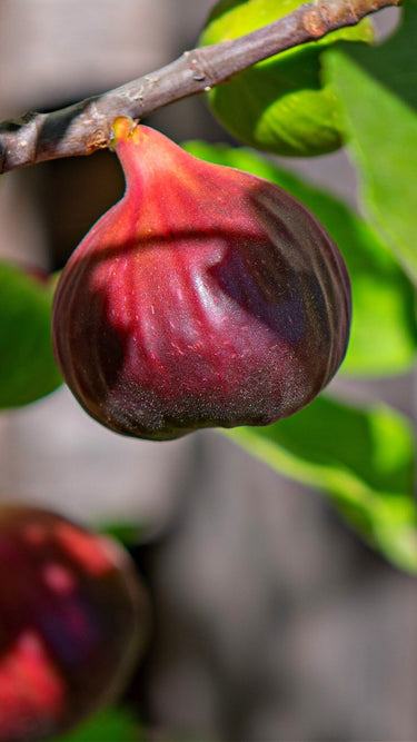 Ripe deep purple fig with red stem on Fig Fruit Tree branch