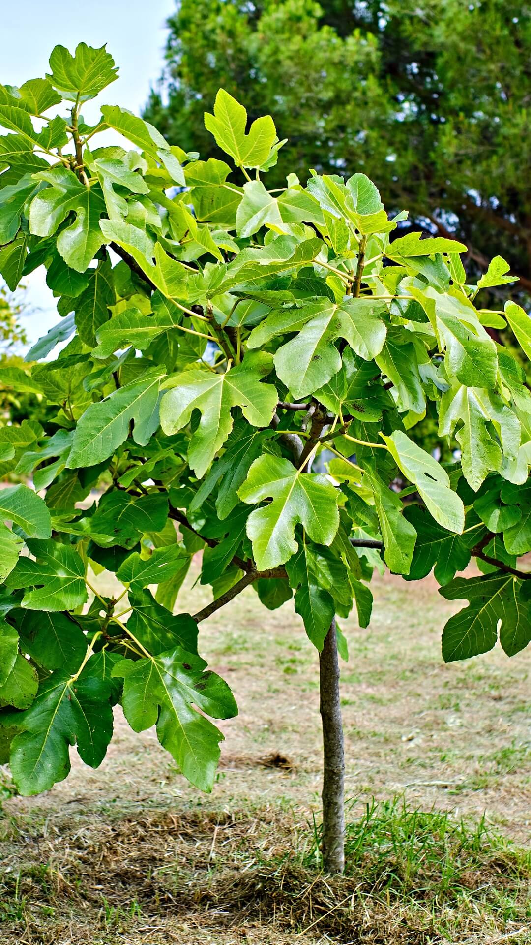 Young vibrant green fig fruit tree with slender brown trunk outdoors