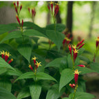 Vibrant Fire Pink plant with red yellow trumpet flowers and glossy green leaves