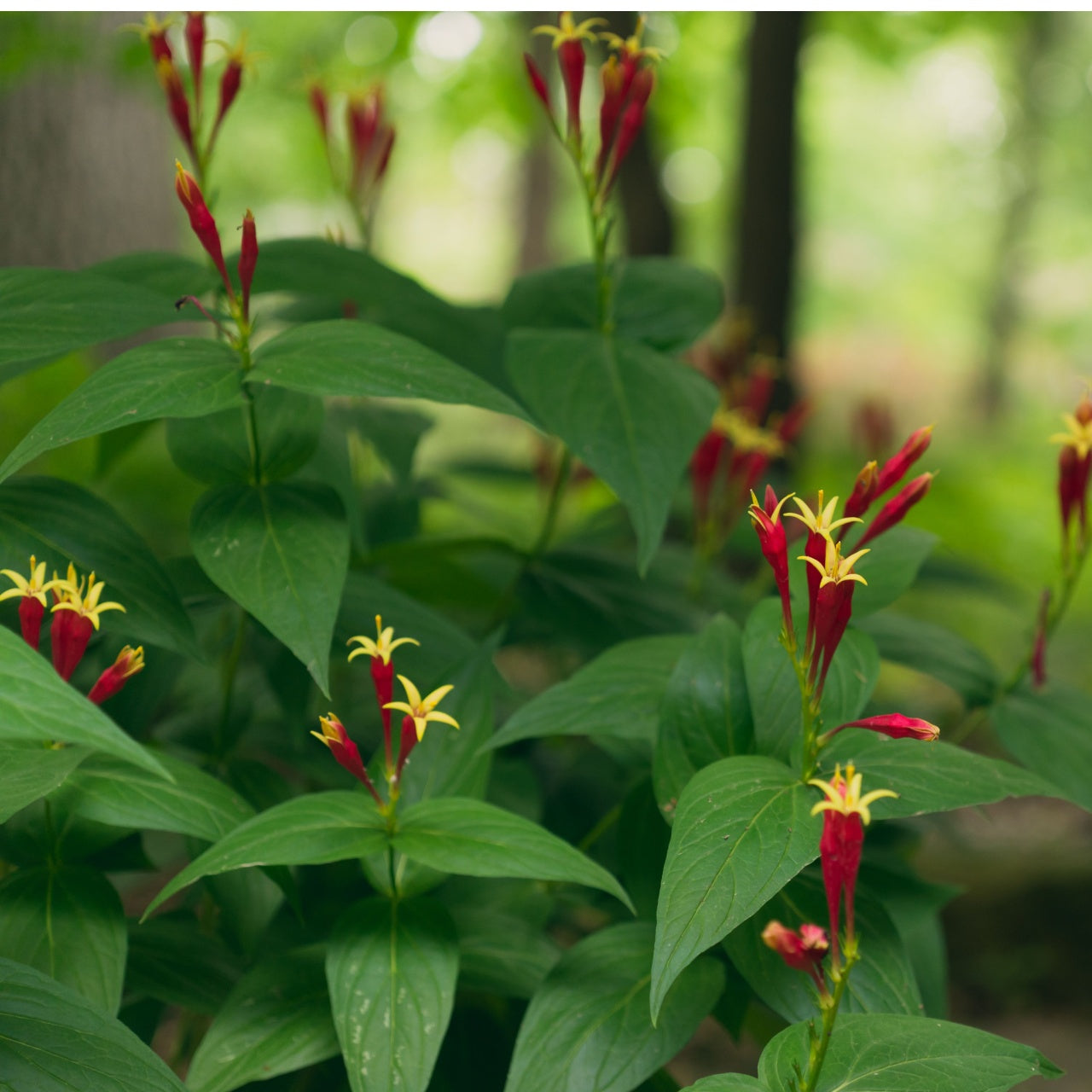 Vibrant Fire Pink plant with red yellow trumpet flowers and glossy green leaves