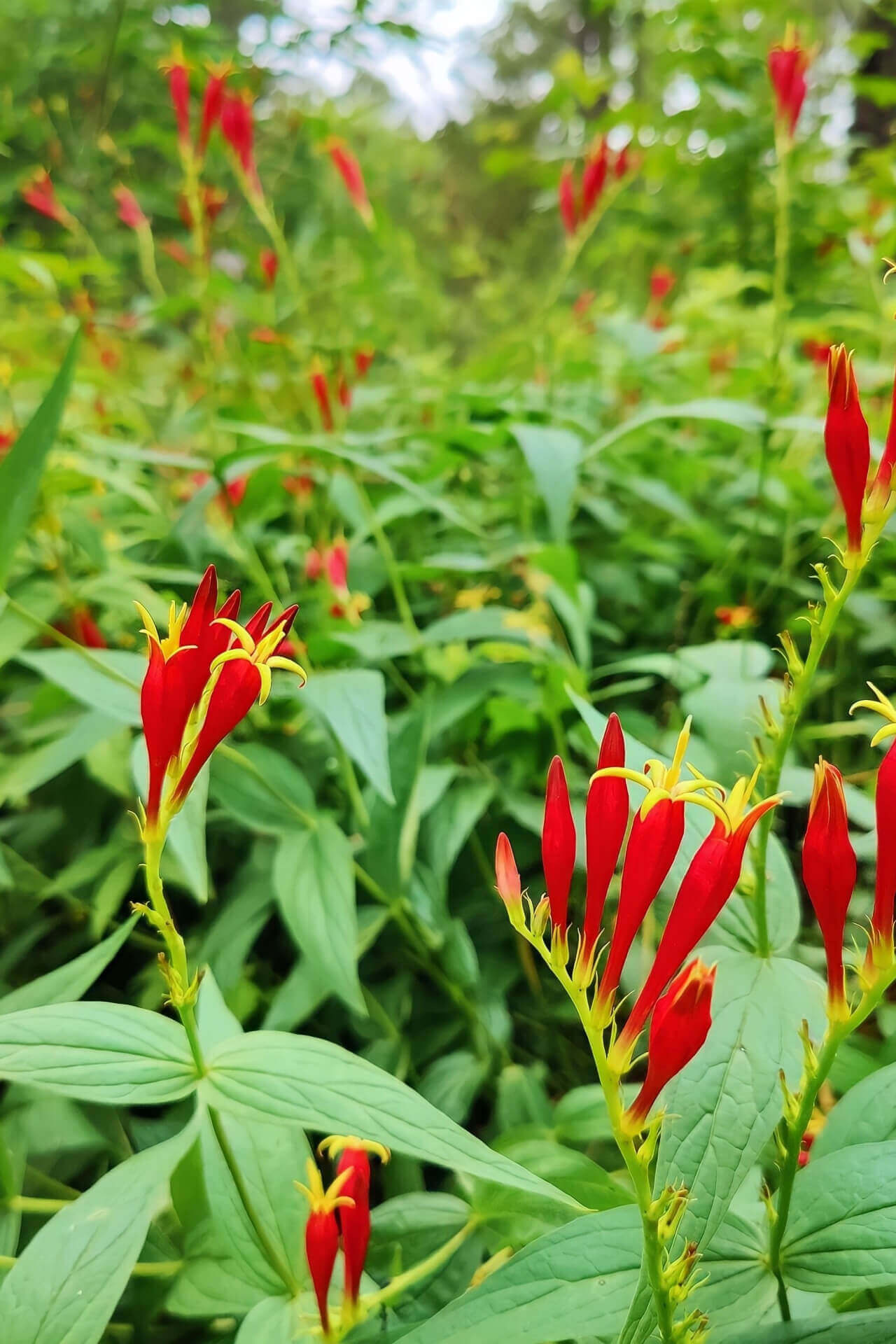 Fire Pink Plant: vibrant red and yellow flowers with slender petals in lush green foliage