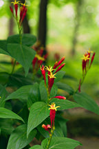 Vibrant Fire Pink Plant with red and yellow trumpet flowers and glossy green leaves