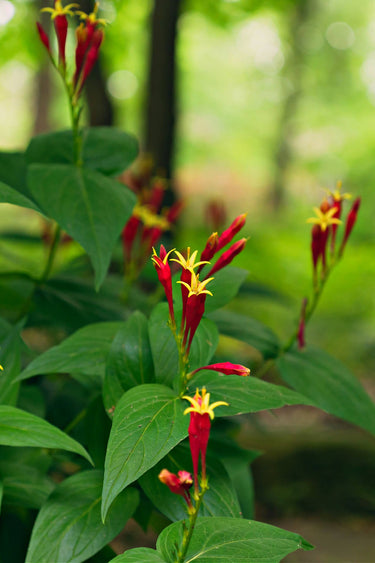 Vibrant Fire Pink Plant with red and yellow trumpet flowers and glossy green leaves