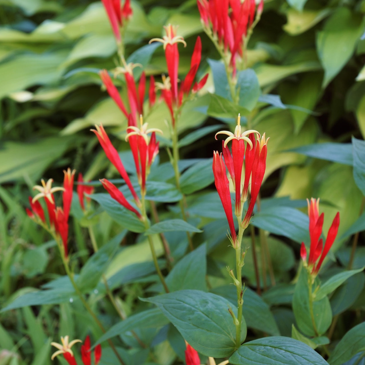 Vibrant Fire Pink plant with red tubular flowers and yellow centers on green stems