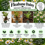 A Fleabane Daisy Bare Root Planting Guide infographic showing a 4-step process: What you receive, Soak, Plant, and Enjoy Next Spring. The graphic features a green and white color scheme with illustrations of fleabane daisies, a bowl of water for soaking, and icons highlighting key benefits like easy to grow and native plant.