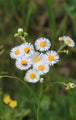 Fleabane daisy plant with delicate white petals and yellow centers